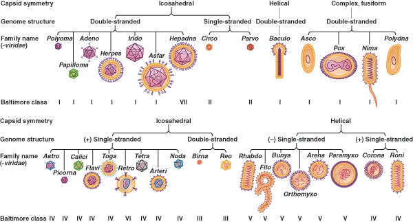 <strong>If morphology was the prime criterion for developing viral taxons,which two virus families (-viridae)would seem most closely related? </strong> A)Polyoma,Parvo B)Orthomyxo,Paramyxo C)Rhabdo,Retro D)Retro,Parvo E)Bunya,Herpes