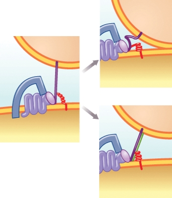 <strong>Proteins which must undergo a conformational change to allow HIV envelope fusion to occur include: (Select all that apply)  </strong> A)CD4 receptor B)HIV gp 120 C)HIV gp41 D)Fusion peptide E)Coreceptor <div style=padding-top: 35px> 