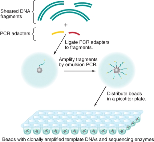 <strong>What might be a familiar term to use in instead of PCR adapters as we examine the 454 pyrosequencing technique? </strong> A)multiple cloning sites B)restriction enzyme sites C)generic primer recognition sites D)DNA polymerase recognition sites E)DNA ligase sites