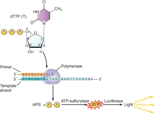 <strong>Adenosine phosphosulfate is a chemical analog of </strong> A)ADP B)ATP C)AMP D)Pyrophosphate E)Phosphate