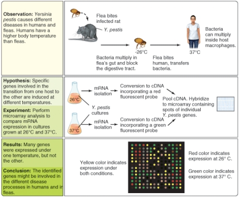 <strong>What types of gene do you think might generate red dots in the DNA microarray pattern? (Select all that apply) </strong> A)genes for amino acid biosynthesis B)genes for catabism of carbohydrates C)virulence genes for invasion of mammals D)virulence genes for insectoid pathogenicity E)genes for nucleic acid biosynthesis