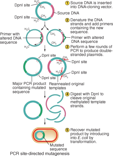 What essential principle of PCR appears to have been overlooked in the figure depicting Part B (PCR-based site directed mutagenesis)?