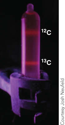 <strong>The fluorescence seen in this photograph is a result of: </strong> A)gfp promoterless gene constructs B)fluorescently labeled antibodies C)fluorescence of ethidium bromide,a DNA detecting stain D)fluorescently-labeled primers used for DNA synthesis E)fluorescently-labeled primers used for RNA synthesis