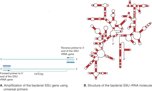 <strong>Given the information in this figure and your knowledge from Chapter 10,what limitations to this technique exist or may exist? </strong> A)RNA sequencing is not possible because hairpin formations inhibit polymerase activity B)Sequencing runs of 1400 base pairs are unlikely to occur with existing technology C)Universal primers for SSU rRNA have not yet been designed D)No choices are correct E)Universal primers for SSU rRNA cannot be designed as there are no highly enough conserved sequence regions