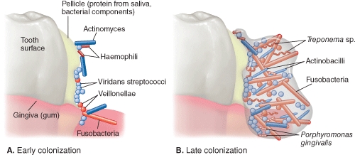 <strong>Examine this diagram showing biofilm development on the tooth surface.Biochemically and perhaps theoretically,the application of which enzyme might reduce colonization? </strong> A)Cellulase B)Amylase C)Protease D)Lipase E)Nuclease