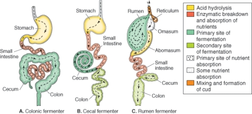 <strong>What possible inconsistency do you observe in the color coding of this diagram? </strong> A)Small intestine plays different roles in the three fermenters but is coded the same way in each diagram B)The stomach and abomason do not play the same digestive role C)The stomach should be present in all three digestive types D)Cecum and colon are always next to one another,yet their roles are sometimes classified as one,and at other times as two different fermentation steps E)None is a possible inconsistency