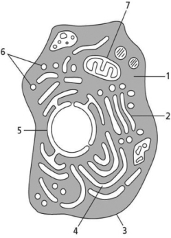 Use the list of structures below to label the schematic drawing of an animal cell in Figure 1-41. Figure 1-41 A.plasma membrane B.nuclear envelope C.cytosol D.Golgi apparatus E.endoplasmic reticulum F.mitochondrion G.transport vesicles