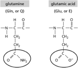 <strong>The amino acids glutamine and glutamic acid are shown in Figure 2-38.They differ only in the structure of part of their side chains (circled).At pH<sub>7</sub>, what type of interactions are possible for glutamic acid but not for glutamine?   Figure 2-38</strong> A)ionic bonds B)hydrogen bonds C)van der Waals interactions D)covalent bonds <div style=padding-top: 35px> 