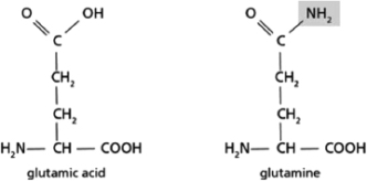 <strong>The synthesis of glutamine from glutamic acid requires the production of an activated intermediate followed by a condensation step that completes the process.Both amino acids are shown in Figure 3-46.   Figure 3-46 Which molecule is added to glutamic acid in the activation step?</strong> A)phosphate B)NH<sub>3</sub> C)ATP D)ADP <div style=padding-top: 35px> 