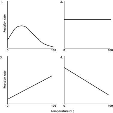 A.You are measuring the effect of temperature on the rate of an enzyme-catalyzed reaction.If you plot reaction rate against temperature, which of the graphs in Figure 3-64 would you expect your plot to resemble? B.Explain why temperature has this effect. Figure 3-64
