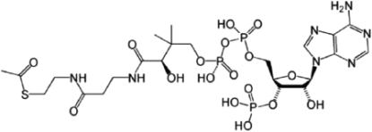 Coenzyme A can be converted to acetyl CoA, which is an important activated carrier molecule that has a central role in metabolism and can be used to add two carbons in each successive cycle of fatty acid synthesis. A.Identify the location and type of high-energy bond in the acetyl CoA molecule shown in Figure 3-77. B.How does the bond energy help promote the synthesis of fatty acids? C.What function does the rest of the coenzyme A molecule serve in these reaction pathways?   Figure 3-77<div style=padding-top: 35px> 