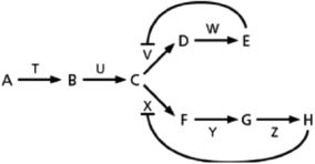 <strong>The biosynthetic pathway for the two amino acids E and H is shown schematically in Figure 4-33.You are able to show that E inhibits enzyme V, and H inhibits enzyme X.Which biosynthetic product is most likely the inhibitor of enzyme T? Figure 4-33</strong> A)H B)B C)C D)E