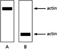 You have produced a monoclonal antibody that binds to the protein actin.To be sure that the antibody does not cross-react with other proteins, you test your antibody in a western blot assay on whole-cell lysates that have been subjected to electrophoresis under nondenaturing conditions (shown in Figure 4-69A) and denaturing conditions (shown in Figure 4-69B).Does the antibody cross-react with other proteins? If so, does this explain the results in the two western blots? If not, how do you explain the difference observed? Figure 4-69