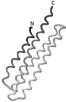 The protein structure in Figure 4-76 contains four α helices arranged in a bundle.Label each helix by number (1 to 4) starting from the N-terminus and going to the C-terminus, both of which are labeled.List the six possible pairings of these helices, and indicate within each pair whether the helices are parallel or antiparallel. Figure 4-76