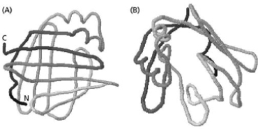 Figure 4-78 shows a fatty-acid-binding protein from two different angles.Apart from its two short α helices, its structural elements are extended strands that form a curved β sheet, which is called a β barrel. A.Draw arrows on the six top strands in panel (A) (those running horizontally) to determine whether the β barrel is made up of parallel or antiparallel strands. B.Look at panel (B) and predict the relative distribution of polar and nonpolar side chains (inside the barrel or outside the barrel) and explain your answer. Figure 4-78