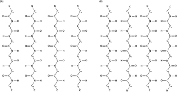 Drawn below are segments of β sheets, which are rigid pleated structures held together by hydrogen bonds between the peptide backbones of adjacent strands (Figure 4-79).The amino acid side chains attached to the α-carbons are omitted for clarity. Figure 4-79 A.For panel (A) and for panel (B), indicate whether the structure is parallel or antiparallel. B.Draw the hydrogen bonds as dashed lines (||||||).