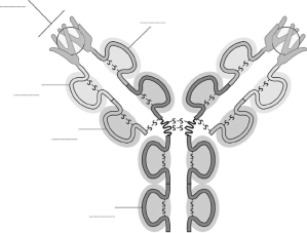 Fill in the blanks with the labels in the list below to identify various parts of the antibody structure in Figure 4-80. A.constant domain of the light chain B.constant domain of the heavy chain C.antigen-binding site D.variable domain of the heavy chain E.variable domain of the light chain Figure 4-80