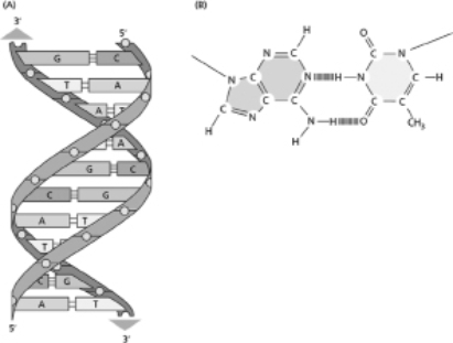 For a better understanding of DNA structure, it helps to be able to compare physical characteristics evident from a side view of double-stranded DNA with those of individual base pairs. A.Use brackets to designate the major and minor grooves on Figure 5-68A and shade in the surface that will be exposed in the major groove in Figure 5-68B. B.If base pairs were aligned and stacked directly on top of each other, the major and minor grooves would be linear depressions all along the DNA.Explain why this is not the actual conformation of a DNA molecule. Figure 5-68