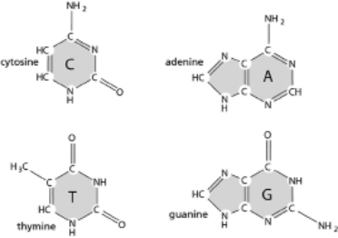 Using the structures in Figure 5-70 as a guide, sketch the hydrogen bonds between the base pairs in DNA.Hint: The bases in the figure are all drawn with the −NH− that attaches to the sugar at the bottom of the structure. Figure 5-70