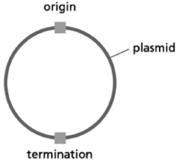 You prepare bacterial cell extracts by lysing the cells and removing insoluble debris via centrifugation.These extracts provide the proteins required for DNA replication.Your DNA template is a small, double-stranded circular piece of DNA (a plasmid) with a single origin of replication and a single replication termination site.The termination site is on the opposite side of the plasmid from the origin. Figure 6-11 What part of the DNA replication process would be most directly affected if a strain of bacteria lacking DNA ligase were used to make the cell extracts?