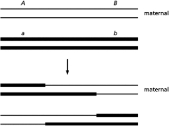 Recombination has occurred between the chromosome segments shown in Figure 6-40.The genes A and B, and the recessive alleles a and b, are used as markers on the maternal and paternal chromosomes, respectively.After alignment and homologous recombination, the specific arrangements of A, B, a, and b have changed. Figure 6-40 Which of the choices below correctly indicates the gene combination from the replication products of the maternal chromosome?