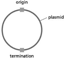 You prepare bacterial cell extracts by lysing the cells and removing insoluble debris via centrifugation.These extracts provide the proteins required for DNA replication.Your DNA template is a small, double-stranded circular piece of DNA (a plasmid) with a single origin of replication and a single replication termination site.The termination site is on the opposite side of the plasmid from the origin.   Figure 6-11A In addition to the extracts and the plasmid DNA, are there any additional materials you should add to this in vitro replication system? Explain your answer.<div style=padding-top: 35px> 