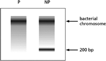 Researchers have isolated a mutant strain of E.coli that carries a temperature-sensitive variant of the enzyme DNA ligase.At the permissive temperature, the mutant cells grow just as well as the wild-type cells.At the nonpermissive temperature, all of the cells in the culture tube die within 2 hours.DNA from mutant cells grown at the nonpermissive temperature for 30 minutes is compared with the DNA isolated from cells grown at the permissive temperature.The results are shown in Figure 6-59, where DNA molecules have been separated by size by means of electrophoresis (P, permissive; NP, nonpermissive).Explain the appearance of a distinct band with a size of 200 base pairs (bp) in the sample collected at the nonpermissive temperature.   Figure 6-59<div style=padding-top: 35px> 