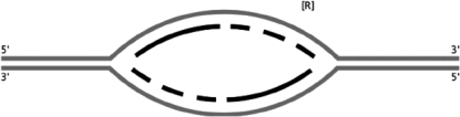 Figure 6-63 shows a replication bubble.   Figure 6-63 A.On the figure, indicate where the origin of replication was located (use O). B.Label the leading-strand template and the lagging-strand template of the right-hand fork [R] as X and Y, respectively. C.Indicate by arrows the direction in which the newly made DNA strands (indicated by dark lines) were synthesized. D.Number the Okazaki fragments on each strand as 1, 2, and 3 in the order in which they were synthesized. E.Indicate where the most recent DNA synthesis has occurred (use S). F.Indicate the direction of movement of the replication forks with arrows.<div style=padding-top: 35px> 