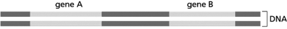 <strong>Consider two genes that are next to each other on a chromosome, as arranged in Figure 7-1. Figure 7-1 Which of the following statements is TRUE?</strong> A)The two genes must be transcribed into RNA using the same strand of DNA. B)If gene A is transcribed in a cell, gene B cannot be transcribed. C)Gene A and gene B can be transcribed at different rates, producing different amounts of RNA within the same cell. D)If gene A is transcribed in a cell, gene B must be transcribed.