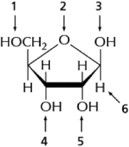<strong>Figure 7-3 shows a ribose sugar.The part of the ribose sugar that is different from the deoxyribose sugar used in DNA is pointed to by arrow Figure 7-3</strong> A)1. B)4. C)5. D)6.