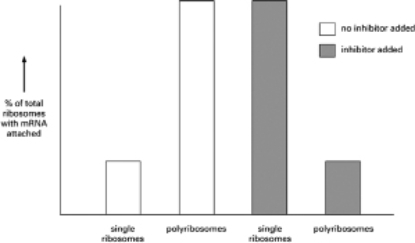 <strong>You have discovered a protein that inhibits translation.When you add this inhibitor to a mixture capable of translating human mRNA and centrifuge the mixture to separate polyribosomes and single ribosomes, you obtain the results shown in Figure 7-39.Which of the following interpretations is consistent with these observations? Figure 7-39</strong> A)The protein binds to the small ribosomal subunit and increases the rate of initiation of translation. B)The protein binds to sequences in the 5′ region of the mRNA and inhibits the rate of initiation of translation. C)The protein binds to the large ribosomal subunit and slows down elongation of the polypeptide chain. D)The protein binds to sequences in the 3′ region of the mRNA and prevents termination of translation.