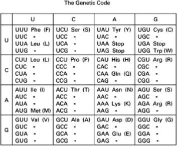 Below is a segment of RNA from the middle of an mRNA. 5′- ...UAGUCUAGGCACUGA ...-3′ Table 7-29 If you were told that this segment of RNA was part of the coding region of an mRNA for a large protein, give the amino acid sequence for the protein that is encoded by this segment of mRNA.Write your answer using the one-letter amino acid code.