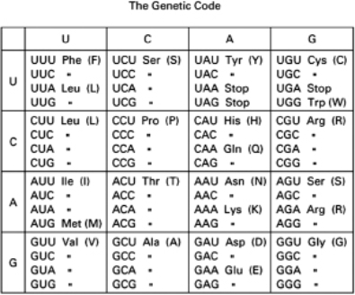 In a diploid organism, the DNA encoding one of the tRNAs for the amino acid tyrosine is mutated such that the sequence of the anticodon is now 5′-CTA-3′ instead of 5′-GTA-3′.What kind of aberration in protein synthesis will this tRNA cause? Explain your answer. Table 7-29