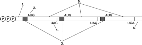 Figure 7-52 shows an mRNA molecule. Figure 7-52 Is the mRNA shown prokaryotic or eukaryotic? Explain your answer.
