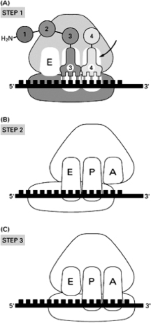 Figure 7-75A shows the stage in translation when an incoming aminoacyl-tRNA has bound to the A site on the ribosome.Using the components shown in Figure 7-75A as a guide, show on Figures 7-75B and 7-75C what happens in the next two stages to complete the addition of the new amino acid to the growing polypeptide chain. Figure 7-75