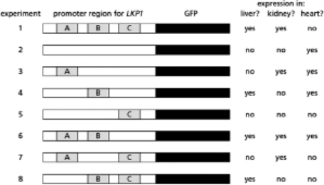 <strong>You are interested in understanding the gene regulation of Lkp1, a protein that is normally produced in liver and kidney cells in mice.Interestingly, you find that the LKP1 gene is not expressed in heart cells.You isolate the DNA upstream of the LKP1 gene, place it upstream of the gene for green fluorescent protein (GFP), and insert this entire piece of recombinant DNA into mice.You find GFP expressed in liver and kidney cells but not in heart cells, an expression pattern similar to the normal expression of the LKP1 gene.Further experiments demonstrate that there are three regions in the promoter, labeled A, B, and C in Figure 8-16, that contribute to this expression pattern.Assume that a single and unique transcription factor binds each site such that protein X binds site A, protein Y binds site B, and protein Z binds site C.You want to determine which region is responsible for tissue-specific expression, and create mutations in the promoter to determine the function of each of these regions.In Figure 8-16, if the site is missing, it is mutated such that it cannot bind its corresponding transcription factor. Figure 8-16 Which of the following proteins are likely to act as gene activators?</strong> A)factors X and Y B)factors X and Z C)factors Y and Z D)factor X only