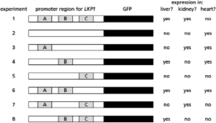 <strong>You are interested in understanding the gene regulation of Lkp1, a protein that is normally produced in liver and kidney cells in mice.Interestingly, you find that the LKP1 gene is not expressed in heart cells.You isolate the DNA upstream of the LKP1 gene, place it upstream of the gene for green fluorescent protein (GFP), and insert this entire piece of recombinant DNA into mice.You find GFP expressed in liver and kidney cells but not in heart cells, an expression pattern similar to the normal expression of the LKP1 gene.Further experiments demonstrate that there are three regions in the promoter, labeled A, B, and C in Figure 8-16, that contribute to this expression pattern.Assume that a single and unique transcription factor binds each site such that protein X binds site A, protein Y binds site B, and protein Z binds site C.You want to determine which region is responsible for tissue-specific expression, and create mutations in the promoter to determine the function of each of these regions.In Figure 8-16, if the site is missing, it is mutated such that it cannot bind its corresponding transcription factor. Figure 8-16 Experiment 1 in Figure 8-18 is the positive control, demonstrating that the region of DNA upstream of the gene for GFP results in a pattern of expression that we normally find for the LKP1 gene.Experiment 2 shows what happens when the sites for binding factors X, Y, and Z are removed.Which experiment above demonstrates that factor X alone is sufficient for expression of LPK1 in the kidney?</strong> A)experiment 3 B)experiment 5 C)experiment 6 D)experiment 7