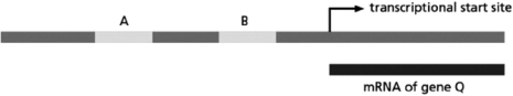 <strong>You are interested in the regulation of gene Q.Proteins G, H, and J are proteins that are important for regulating gene Q, and bind to its promoter region in a sequence-specific fashion.Proteins G and H both bind to site A but cannot bind to site A at the same time.Protein J binds to site B on the promoter.The promoter region is diagrammed in Figure 8-20. Figure 8-20 You develop a cell-free transcriptional system to study the effects of proteins G, H, and J on the transcription of gene Q.Using this system, you can examine the effects of adding these proteins to the transcriptional system in equal amounts and measuring how much gene Q is produced.When you add these proteins to the system, you get the results shown in Table 8-20. \text { experiment }\text { reaulator protein added }\text { Q mRNA } \begin{array}{ccccc} \text { number } &\quad\quad\quad\text { G } & H & J & \quad\quad\text { made? } \\ \hline 1 &\quad\quad - & - & - & \text { no } \\ \hline 2 & \quad\quad+ & - & - & \text { no } \\ \hline 3 & \quad\quad- & + & - & \text { yes } \\ \hline 4 &\quad\quad - & - & + & \text { yes } \\ \hline 5 &\quad\quad + & + & - & \text { no } \\ \hline 6 &\quad\quad + & - & + & \text { yes } \\ \hline 7 & \quad\quad- & + & + & \text { yes } \\ \hline 8 & \quad\quad+ & + & + & \text { yes } \end{array} Table 8-20 Which proteins are likely to act as gene repressors?</strong> A)G B)H C)J D)both H and J