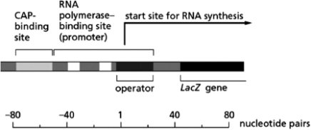The CAP activator protein and the Lac repressor both control the Lac operon (see Figure 8-53).You create cells that are mutant in the gene coding for the Lac repressor so that these cells lack the Lac repressor under all conditions.For these mutant cells, state whether the Lac operon will be switched on or off in the following situations, and explain why. Figure 8-53 A.in the presence of glucose and lactose B.in the presence of glucose and the absence of lactose C.in the absence of glucose and the absence of lactose D.in the absence of glucose and the presence of lactose