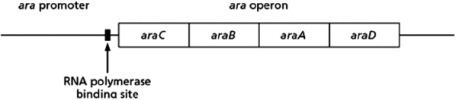 In the absence of glucose, E.coli can proliferate by using the pentose sugar arabinose.As shown in Figure 8-57, the arabinose operon regulates the ability of E.coli to use arabinose.The araA, araB, and araD genes encode enzymes for the metabolism of arabinose.The araC gene encodes a transcription regulator that binds adjacent to the promoter of the arabinose operon.To understand the regulatory properties of the AraC protein, you engineer a mutant bacterium in which the araC gene has been deleted and look at the effect of the presence or absence of the AraC protein on the AraA enzyme. Figure 8-57 A.If the AraC protein works as a gene repressor, would you expect araA RNA levels to be high or low in the presence of arabinose in the araC<sup>-</sup> mutant cells? What about in the araC<sup>-</sup> mutant cells in the absence of arabinose? Explain your answer. B.Your findings from the experiment are summarized in Table 8-57. Table 8-57 Do the results in Table 8-57 indicate that the AraC protein regulates arabinose metabolism by acting as a gene repressor or a gene activator? Explain your answer.