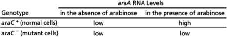 In the absence of glucose, E.coli can proliferate by using the pentose sugar arabinose.As shown in Figure 8-57, the arabinose operon regulates the ability of E.coli to use arabinose.The araA, araB, and araD genes encode enzymes for the metabolism of arabinose.The araC gene encodes a transcription regulator that binds adjacent to the promoter of the arabinose operon.To understand the regulatory properties of the AraC protein, you engineer a mutant bacterium in which the araC gene has been deleted and look at the effect of the presence or absence of the AraC protein on the AraA enzyme. Figure 8-57 A.If the AraC protein works as a gene repressor, would you expect araA RNA levels to be high or low in the presence of arabinose in the araC<sup>-</sup> mutant cells? What about in the araC<sup>-</sup> mutant cells in the absence of arabinose? Explain your answer. B.Your findings from the experiment are summarized in Table 8-57. Table 8-57 Do the results in Table 8-57 indicate that the AraC protein regulates arabinose metabolism by acting as a gene repressor or a gene activator? Explain your answer.