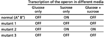 You have discovered an operon in a bacterium that is turned on only when sucrose is present and glucose is absent.You have also isolated three mutants that have changes in the upstream regulatory sequences of the operon and whose behavior is summarized in the Table 8-58.You hypothesize that there are two gene regulatory sites, A and B, in the upstream regulatory sequence that are affected by the mutations.For this question, a plus (+) indicates a normal site and a minus (-) indicates a mutant site that no longer binds its transcription regulator. Table 8-58 A.If mutant 1 has sites A<sup>-</sup> B<sup>+</sup>, which of these sites is regulated by sucrose and which by glucose? B.Give the state (+ or-) of the A and B sites in mutants 2 and 3. C.Which site is bound by a repressor and which by an activator?