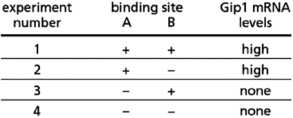 You are interested in studying the transcriptional regulation of the Gip1 promoter.The Gip1 promoter contains a binding site for the Jk8 protein that overlaps with the binding site for the Pa5 protein.Jk8 and Pa5 cannot bind DNA at the same time, but both proteins are present at high levels in adult liver cells.The binding sites for Jk8 and Pa5 are shown in Figure 8-24. Figure 8-24 Jk8 binds to site A while Pa5 binds to site B.You create mutations that remove the nonoverlapping sequences of either binding site A or B, and examine Gip1 mRNA production in adult liver cells that contain these mutations.The data you obtain from these experiments are shown in Table 8-24. Table 8-24 Which transcription regulatory protein is bound in experiment #1 (the normal situation)? Explain.