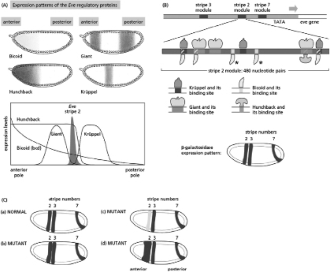 The Drosophila Eve gene has a complex promoter containing multiple binding sites for four transcription regulators: Bicoid, Hunchback, Giant, and Krüppel.Bicoid and Hunchback are activators of Eve transcription, whereas Giant and Krüppel repress Eve transcription.Figure 8-66A shows the patterns of expression of these regulators. Figure 8-66 The Eve promoter contains modules that control expression in various stripes.You construct a reporter gene that contains the DNA 5 kb upstream of the Eve gene, so that this reporter contains the stripe 3 module, the stripe 2 module, the stripe 7 module, and the TATA box, all fused to the LacZ reporter gene (which encodes the β-galactosidase enzyme), as shown in Figure 8-66B.This construct results in expression of the β-galactosidase enzyme in three stripes, which correspond to the normal positions of stripes 3, 2, and 7. A.By examining the overlap of sites on the stripe 2 module, as depicted in Figure 8-66B, what is the biological effect of having some of the transcription regulator binding sites overlap? B.You make two mutant versions in which several of the binding sites in the Eve stripe 2 module have been deleted, as detailed in items (i) and (ii) below.Refer to Figure 8-66B for the positions of the binding sites.(Note, however, that because many of the binding sites overlap, it is not possible to delete all of one kind of site without affecting some of the other sites.) Match the appropriate mutant condition with the most likely pattern of Eve expression shown in Figure 8-66C.Explain your choices. i.deletion of the Krüppel-binding sites in stripe 2 ii.deletion of the two Bicoid-binding sites in the stripe 2 module that are marked with an asterisk (*) in Figure 8-66B