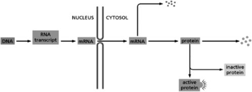 In principle, a eukaryotic cell can regulate gene expression at any step in the pathway from DNA to the active protein.Place the types of control listed below at the appropriate places on the diagram in Figure 8-67. Figure 8-67 A.translation control B.transcriptional control C.RNA splicing D.RNA degradation E.protein degradation