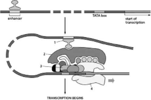 Label the following structures in Figure 8-51. Figure 8-51 A.activator protein B.RNA polymerase C.general transcription factors D.Mediator