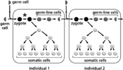 <strong>Two individuals are represented in Figure 9-6; individual 1 is one of the parents of individual 2.The asterisk indicates the occurrence of a single mutation.   Figure 9-6 What is the chance that individual 2 will inherit the mutation in individual 1?</strong> A)100% B)50% C)1 in 100,000 D)none <div style=padding-top: 35px> 