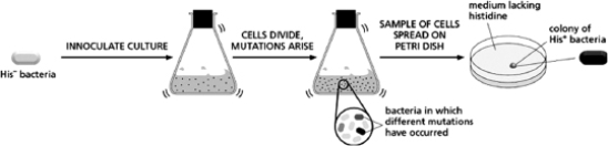 <strong>Figure 9-7 shows an experiment used to determine the spontaneous mutation rate in E.coli.If the spontaneous mutation rate in E.coli is 1 mistake in every 10<sup>9</sup> nucleotides copied, about how many colonies would you expect to see on the plates lacking histidine if you were to assay 10<sup>11</sup> cells from the culture for their ability to form colonies?   Figure 9-7</strong> A)1 B)2 C)10 D)100 <div style=padding-top: 35px> 
