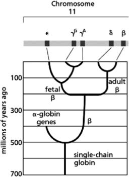 <strong>Figure 9-12 shows the evolutionary history of the globin gene family members.   Figure 9-12 Given this information, which of the following statements is TRUE?</strong> A)The ancestral globin gene arose 500 million years ago. B)The α-globin gene is more closely related to the ε-globin gene than to the δ-globin gene. C)The nucleotide sequences of the two γ-globins will be most similar because they are the closest together on the chromosome. D)The fetal β-globins arose from a gene duplication that occurred 200 million years ago, which gave rise to a β-globin expressed in the fetus and a β-globin expressed in the adult. <div style=padding-top: 35px> 
