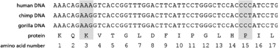 <strong>Figure 9-17 shows the nucleotide sequence from a protein-coding region of a gene in humans, chimpanzees, and gorillas and the protein sequence produced from this gene.The seventeen amino acids encoded by this DNA are numbered below.The two codons that are not conserved in all three species have been boxed.These two codons code for amino acids 3 and 15.   Figure 9-17 Which of these statements is consistent with these sequence-comparison data?</strong> A)The gorilla sequence is more similar to the chimp sequence than to the human sequence. B)Since these sequences are so similar, this protein must also be found in invertebrates. C)The chimp DNA sequence has likely diverged at the DNA coding for amino acid 15 from the sequence found in the last common ancestor of humans and chimps. D)The last common ancestor of chimps and gorillas most likely used AAA to code for amino acid number 3. <div style=padding-top: 35px> 
